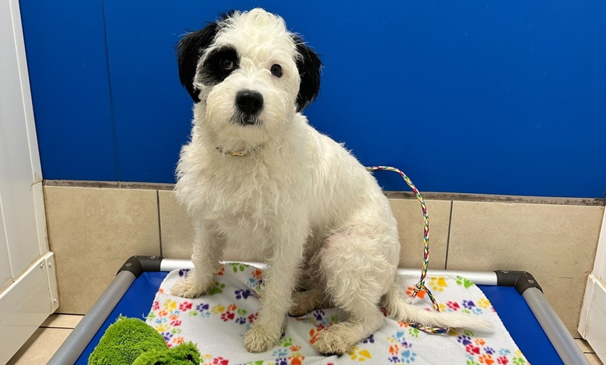 Image 3: Weekday Fun and Care with One, Three or Five Days of Dog Daycare