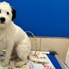 Image 3: Weekday Fun and Care with One, Three or Five Days of Dog Daycare