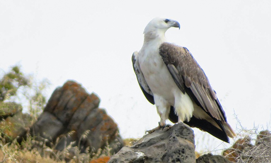 Image 8: 75-Minute or 2-Hour Kangaroo Island Coastal Safari Boat Tour