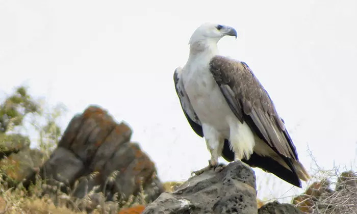 75-Minute or 2-Hour Kangaroo Island Coastal Safari Boat Tour