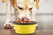 PetLuv Collapsible Silicone Travel Dog Bowls with Carabiners (4-Pack) - Second Medium