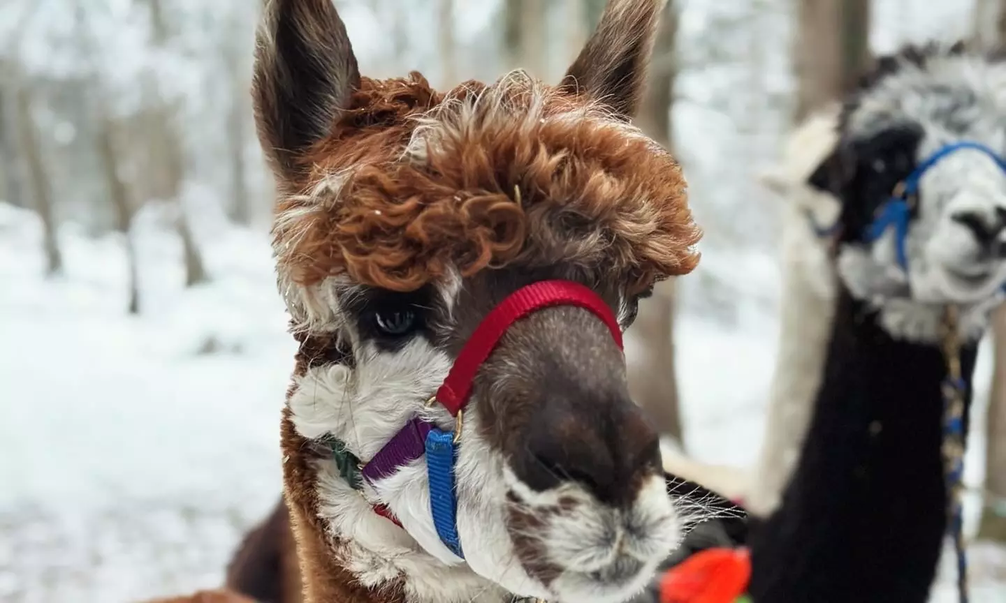 Alpaka-Wanderung oder Schnupper-Erlebnis im Stall für 2 - 4 Personen