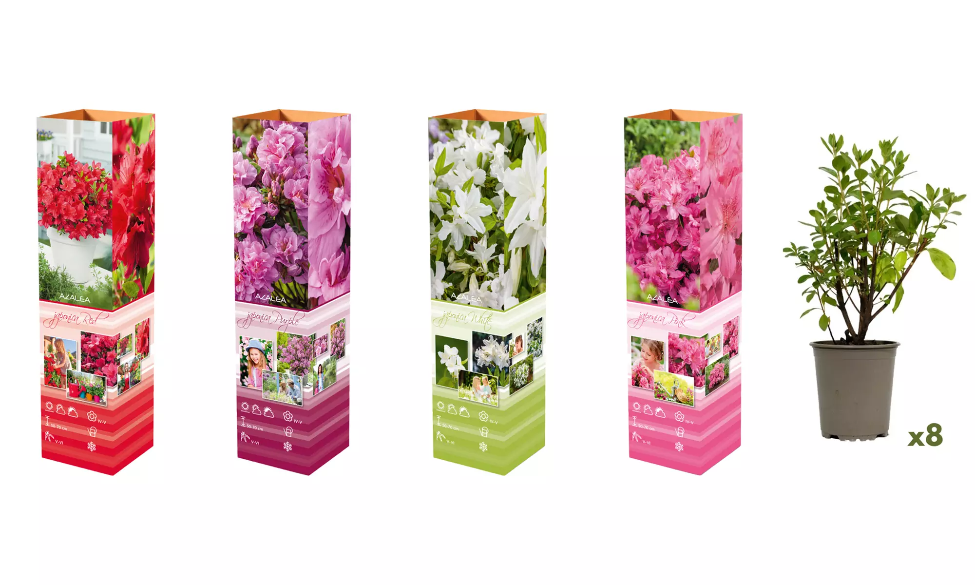 Lot de 3, 4 ou 8 azalées