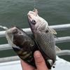 Image 5: 4-Hour Deep Sea Fishing Adventure – Wildwood Crest