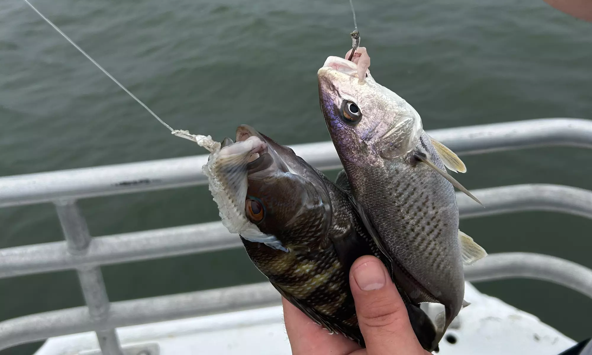 Fishing at The Starlight Fleet