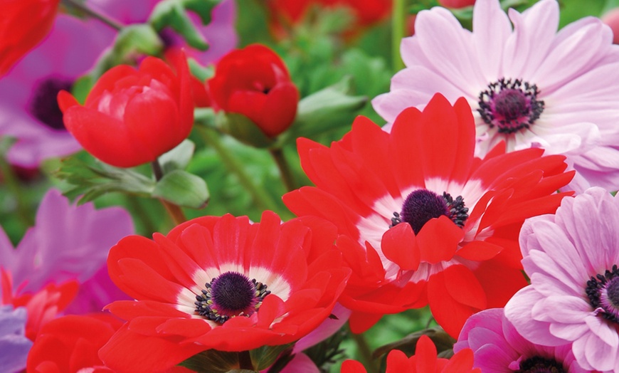 Image 3: Anemone Windflower Bulbs