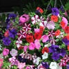 Image 1: Pack of Two Preplanted Petunia 'Wave' Mix Rattan Hanging Baskets