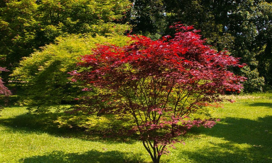 Image 9: Mixed Japanese Acer Palmatum Potted Plants