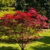 Image 9: Mixed Japanese Acer Palmatum Potted Plants