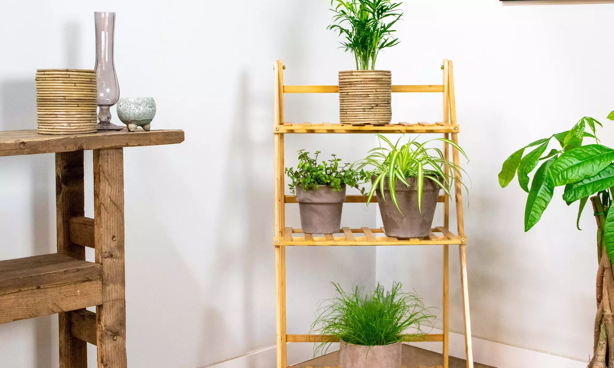 Lot de 4 de plantes d'intérieur résistantes ou adaptées aux animaux