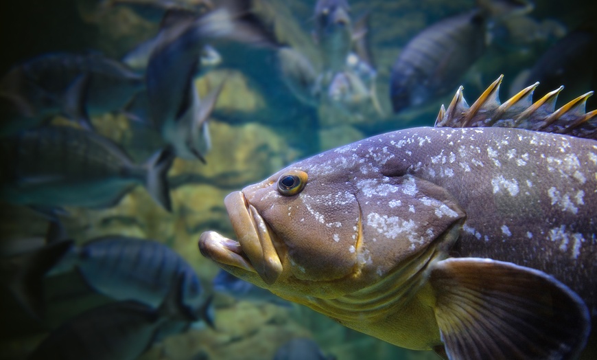 Image 11: Aquarium de Paris : la richesse du monde sous-marin tout l'année