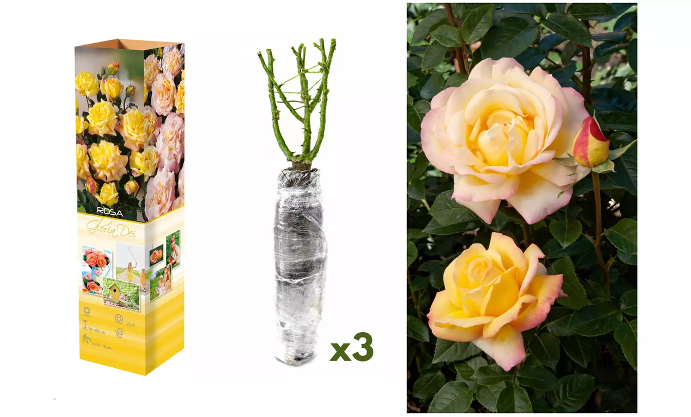 Set van 3 of 6 grootbloemige rozen