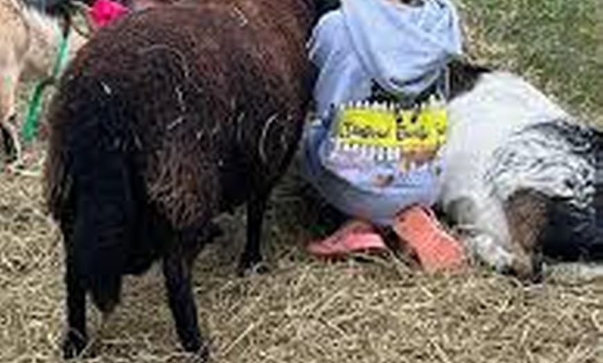 Image 3: To Your Doorstep: 60- or 90-Minute Mobile Petting Zoo Experience

