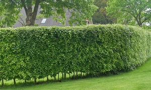 Wildlife Hedging Bundles 2L Pots