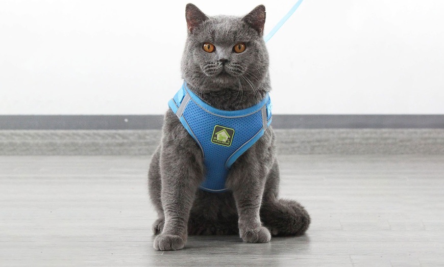 Image 7: Breathable Mesh Step-In Harness and Leash Set for Small Dogs