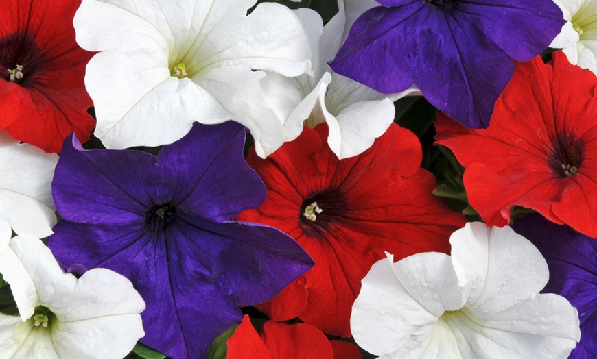 Image 2: Pack of Two Preplanted 'Patriotic' Mix Hanging Baskets
