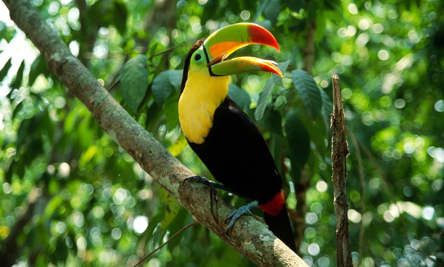 Image 6: ✈ 12-Day Ultimate Costa Rica RoadTrip w/ Air, Hotel & Car from Worldee