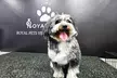 Experience Full Grooming For Cats or Dogs Under or Over 10kg at Royal Pets Veterinary Clinic (Up To 43% Off) - Image 3