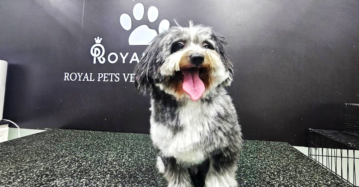 Get Premium Full Grooming For Cats Or Dogs Under Or Over 10kg Get Premium Full Grooming For Cats Or Dogs Under Or Over 10kg