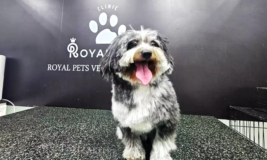 Get Premium Full Grooming For Cats or Dogs Under or Over 10kg