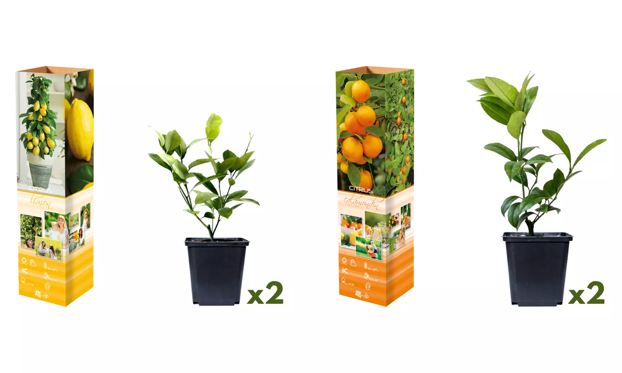 Set de 4 plantas cítricas, con 2 limoneros y 2 naranjos, entregadas en maceta de 9 cm - Image 2