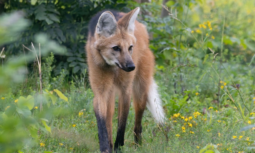 Image 15: Safari animalier près de Paris avec accès Terre de Singes