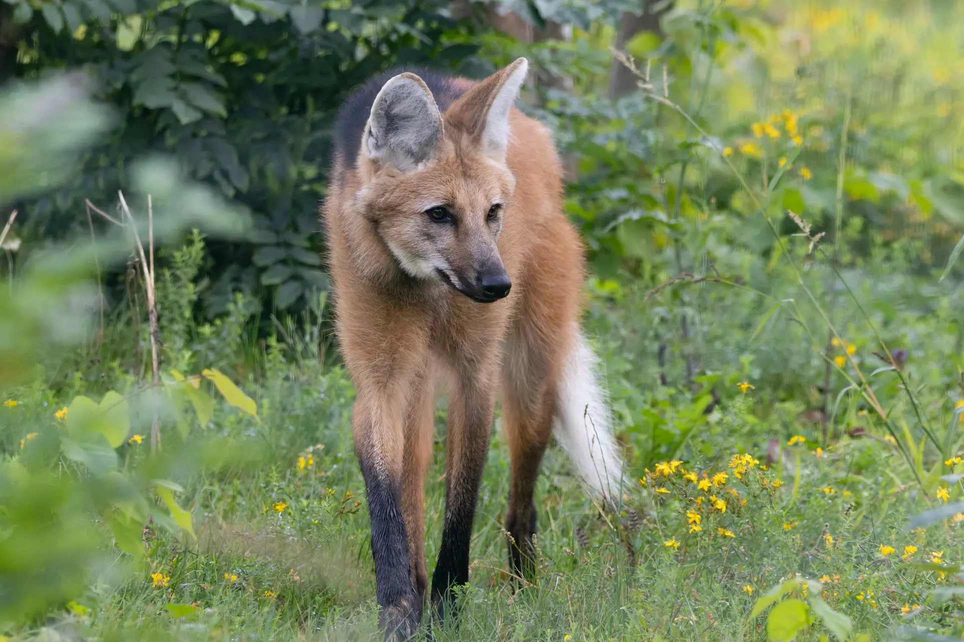 Safari animalier près de Paris avec accès Terre de Singes