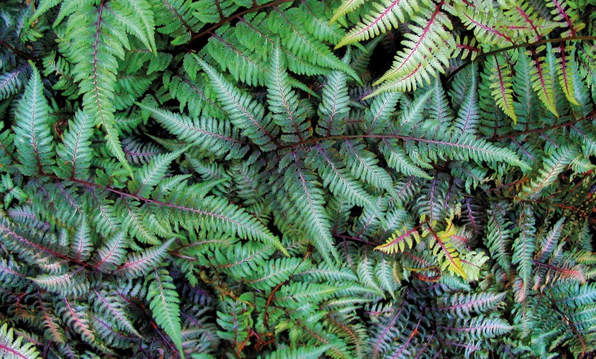 Image 1: Mixed Hardy Fern Collection 9cm
