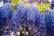 Blue Chinese Wisteria Trees - Cascading Fragrant Blooms in Quart, 1 or 3 Gallon Sizes, Outdoor Plants Free Shipping (Up to 15% Off) - Second Medium