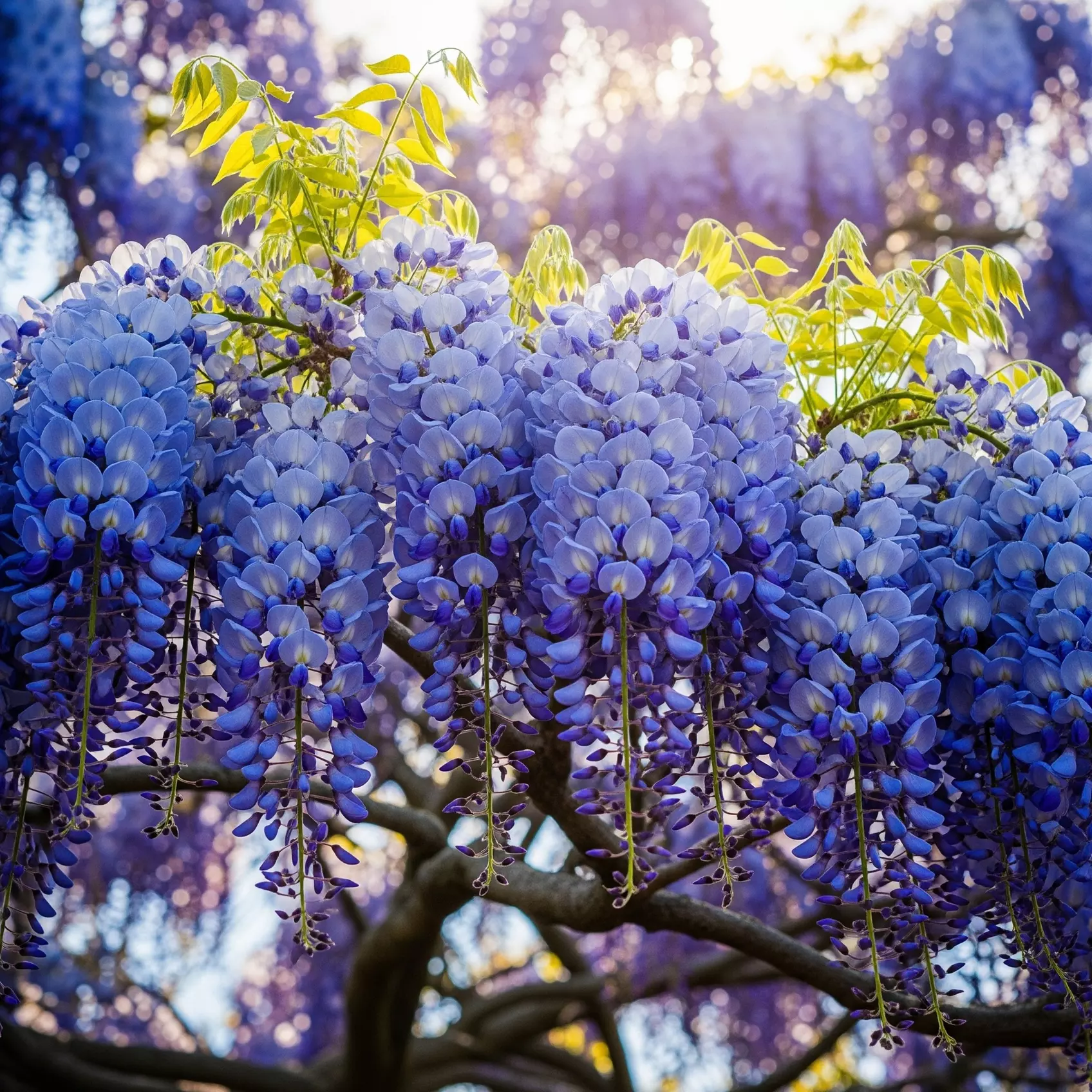 Blue Chinese Wisteria Trees in Quart, 1 Gallon, and 3 Gallon Sizes with Free Shipping (Up to 15% Off)