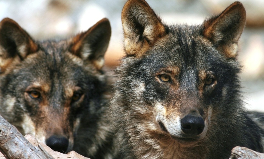 Image 5: Entrada al Lobo Park Antequera con guía experto y vistas a El Torcal