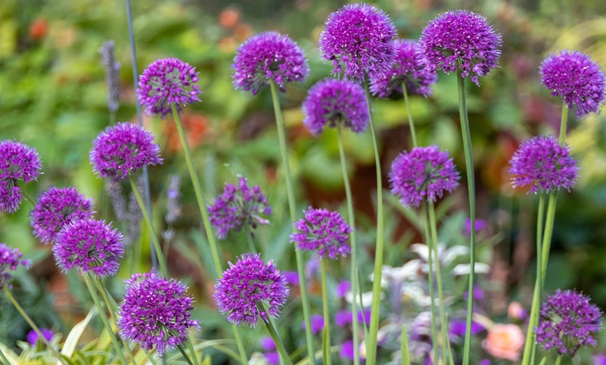 Image 2: Allium Lavender Bubbles