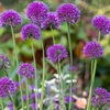 Image 2: Allium Lavender Bubbles