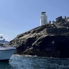 Image 8: Seal-Dolphin Spotting & Godrevy Lighthouse Trip-Upto 4 Adults & 2 Kids