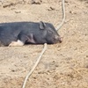 Image 5: Poznaj przyjazne zwierzęta: bilety rodzinne do Mini Zoo Uszate Ranczo