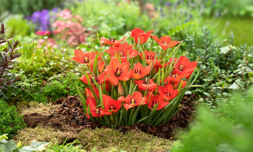 Image 15: 125 ou 250 bulbes de diverses fleurs de printemps colorées