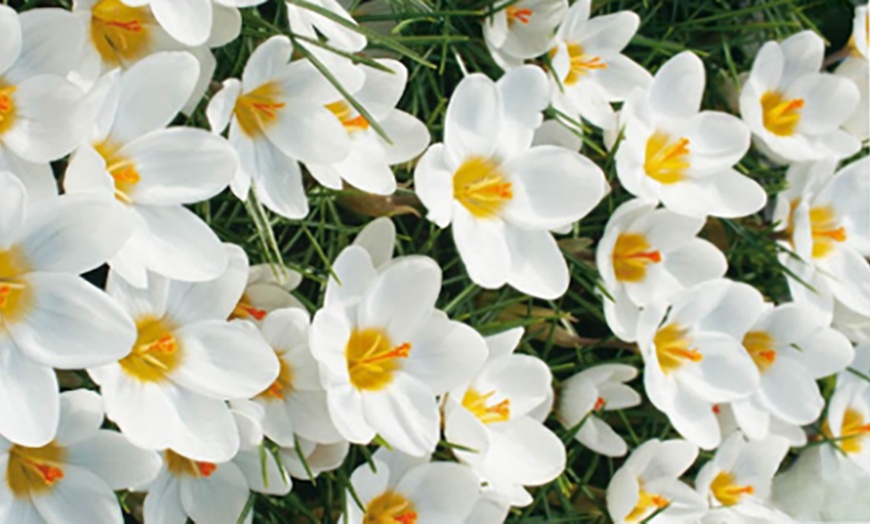 Image 3: 125 o 250 mix di bulbi colorati