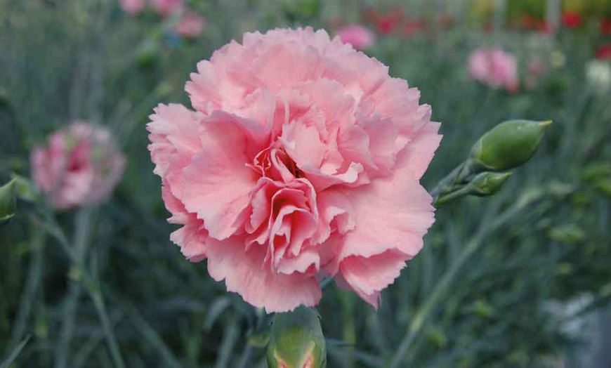 Image 4: Dianthus Cottage Garden Collection