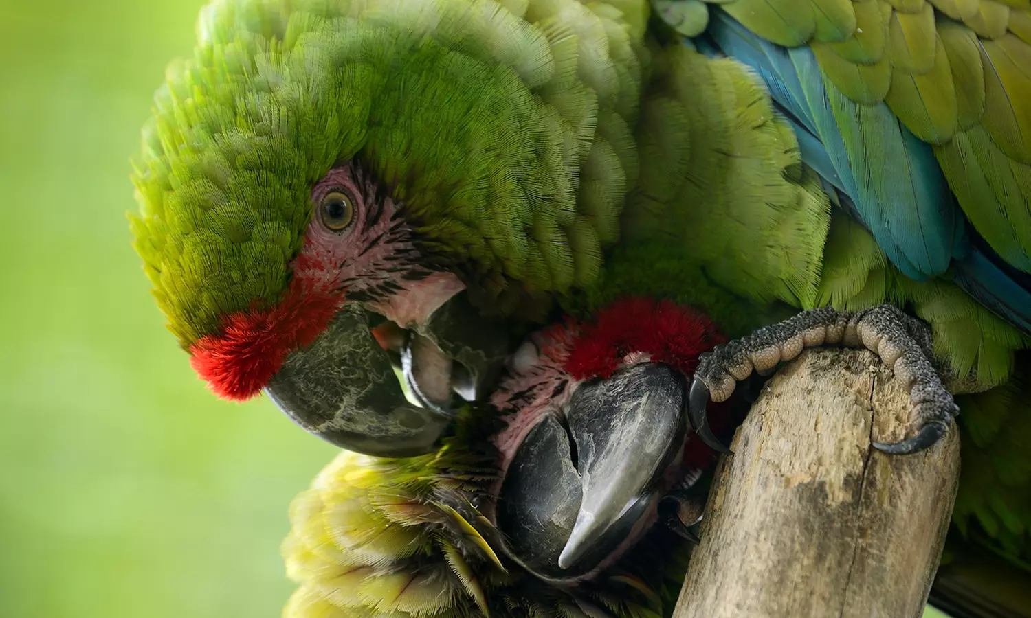 Découvrez plus de 300 animaux au zoo de Maubeuge