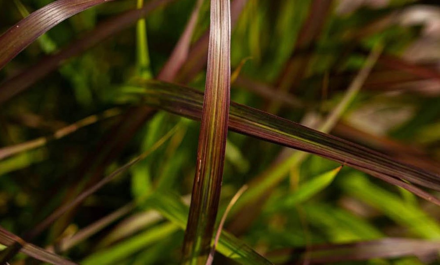 Image 5: Pack of Three Miscanthus 'Lady in Red' Plug Plants 