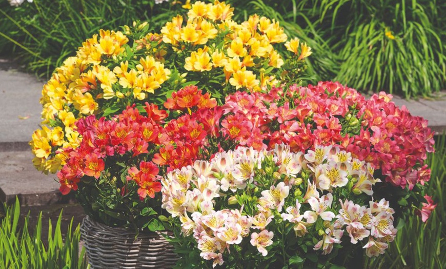 Image 2: Summer Flowering Alstroemeria Collections