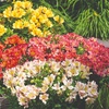 Image 2: Summer Flowering Alstroemeria Collections