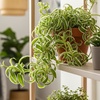 Image 1: Spider Plant 'Bonnie' in 3", 4", 6", and 8" sizes – Easy Care & Air-Purifying with Free Shipping Up to 15%Off