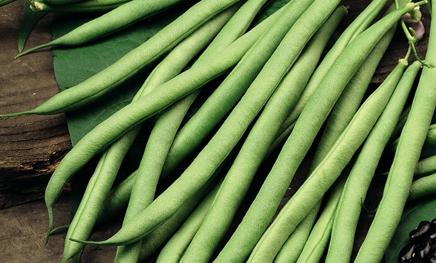 Image 2: 6 or 12 Vegetable Climbing Bean Plants