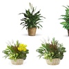 Image 1: Same Day Live Plants & Dish Gardens from Blooms Today with Delivery 60% Off