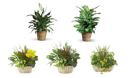 $40 Towards Plants with Standard Delivery Included - Blooms Today - Lush Plant Gifts