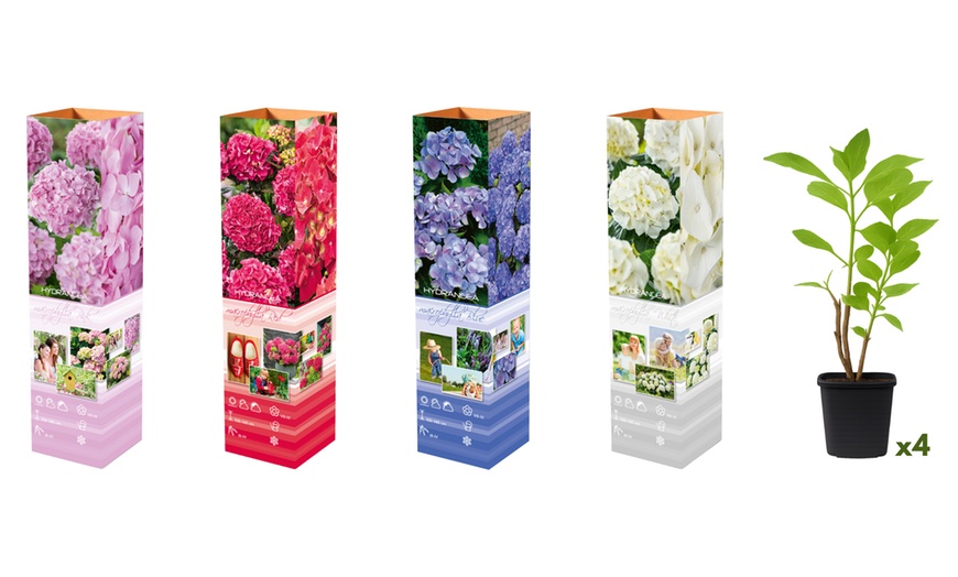 Image 3: Lot de 4 ou 8 Hydrangea Macrophylla différents