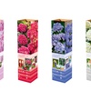 Image 3: Lot de 4 ou 8 Hydrangea Macrophylla différents