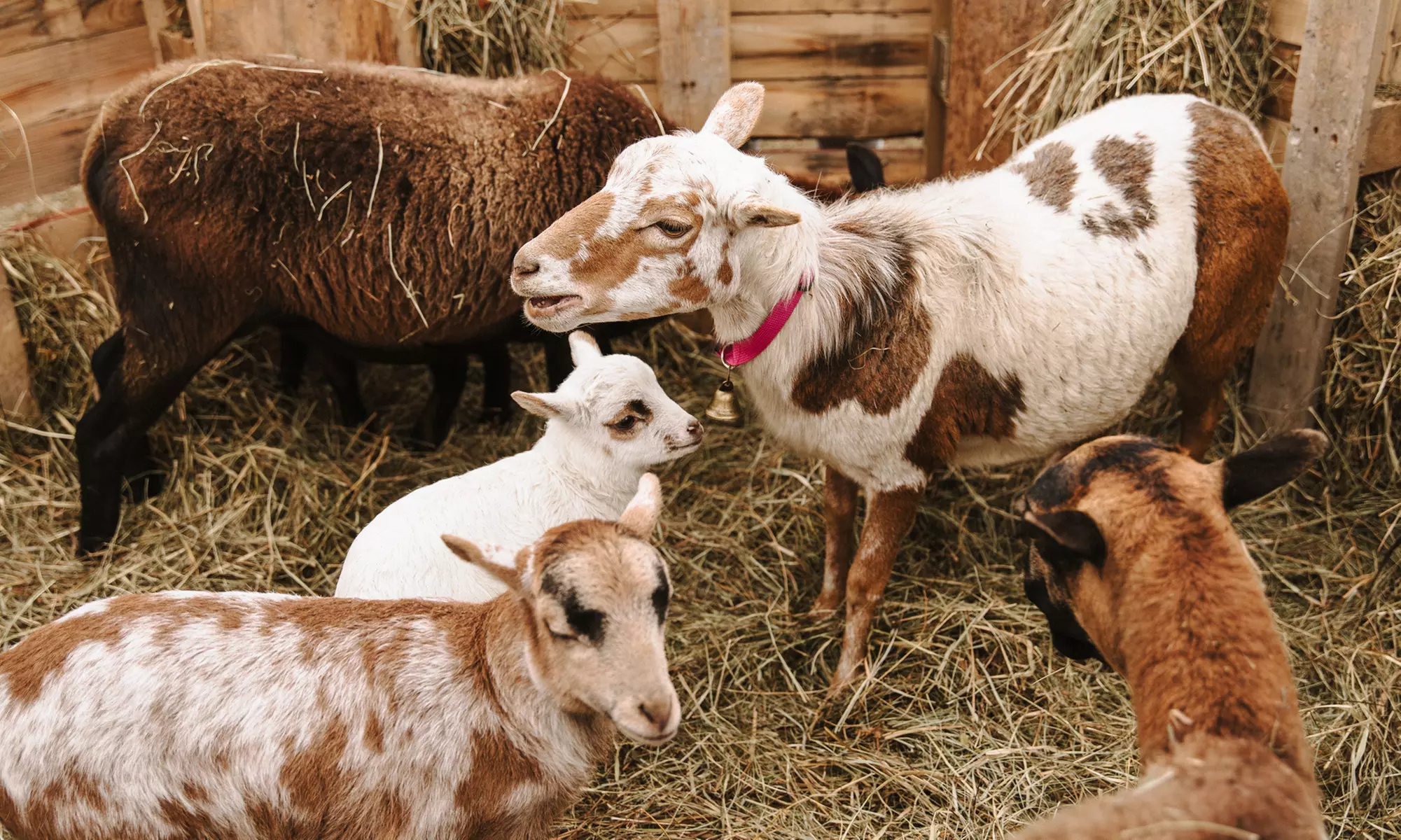 Przygoda w stylu Dzikiego Zachodu: wejście na ranczo dla 2-4 osób