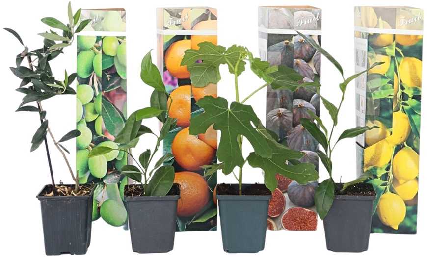 Image 6: Lot de 4 ou 8 jeunes arbres fruitiers méditerranéens Rootz